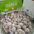 Small size fresh Garlic